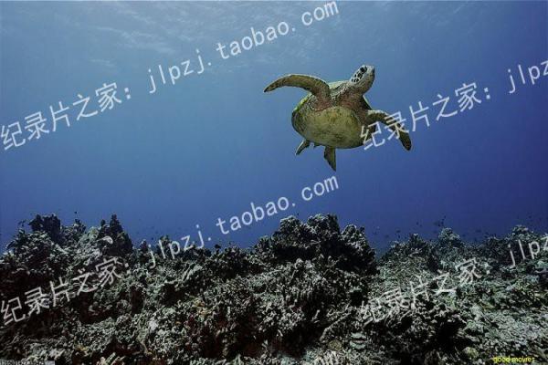 《血腥圣诞节》影片解析,血腥圣诞节恐怖的剖析